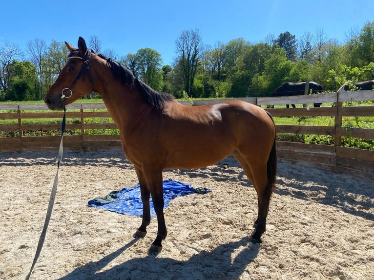 Oldenbourg Jument 5 Ans 167 cm Bai brun in Berlin