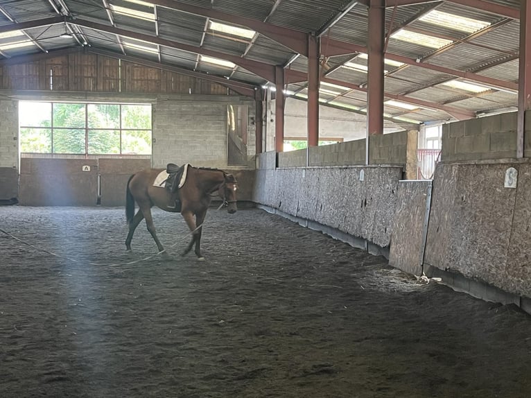 Oldenbourg Jument 5 Ans 167 cm Bai brun in Berlin