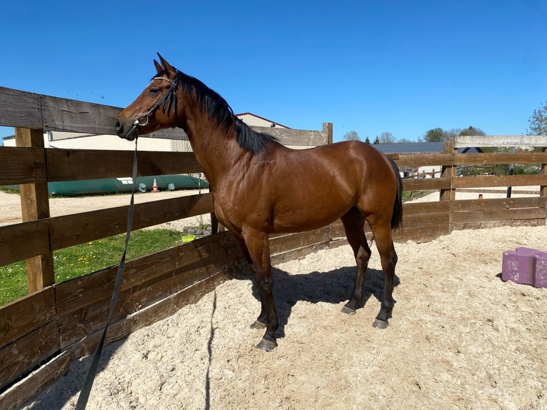 Oldenbourg Jument 5 Ans 167 cm Bai brun in Berlin