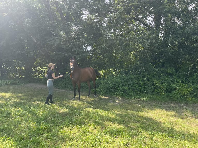 Oldenbourg Jument 5 Ans 167 cm Bai brun in Chalvraines