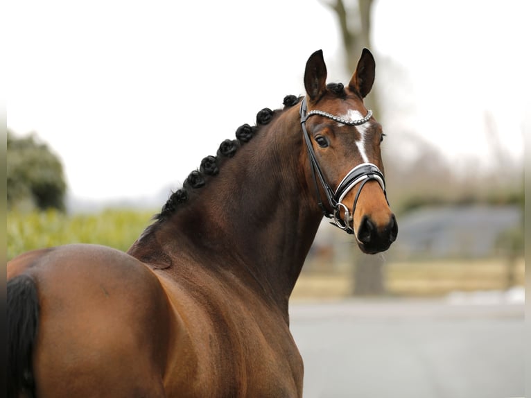 Oldenbourg Jument 5 Ans 167 cm Bai brun in Vechta