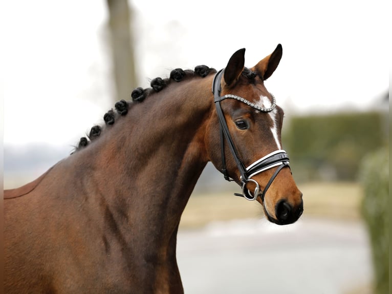 Oldenbourg Jument 5 Ans 167 cm Bai brun in Vechta