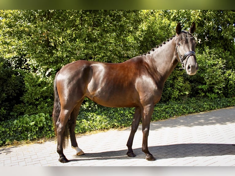 Oldenbourg Jument 5 Ans 167 cm Bai brun foncé in Ehrenburg