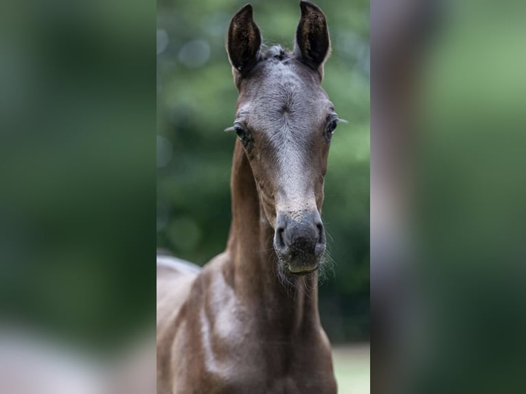 Oldenbourg Jument 5 Ans 167 cm Bai brun foncé in Ehrenburg