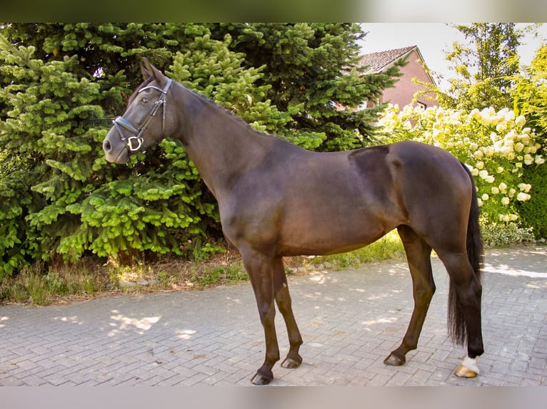 Oldenbourg Jument 5 Ans 167 cm Bai brun foncé in Ehrenburg