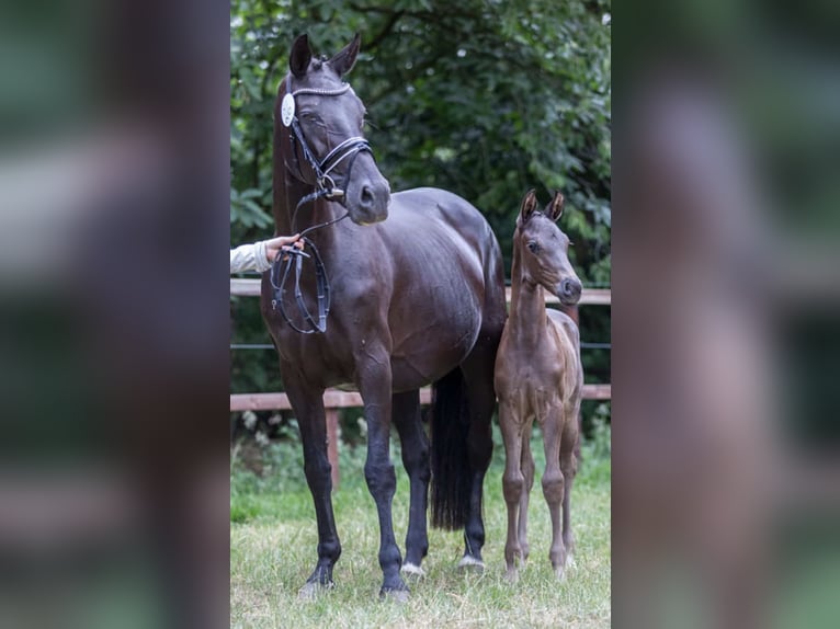 Oldenbourg Jument 5 Ans 167 cm Bai brun foncé in Ehrenburg