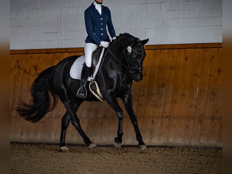 Oldenbourg Jument 5 Ans 167 cm Bai brun foncé in Vechta