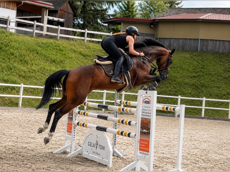 Oldenbourg Jument 5 Ans 167 cm Bai in Schladming
