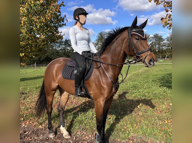 Oldenbourg Jument 5 Ans 167 cm Bai in Edewecht