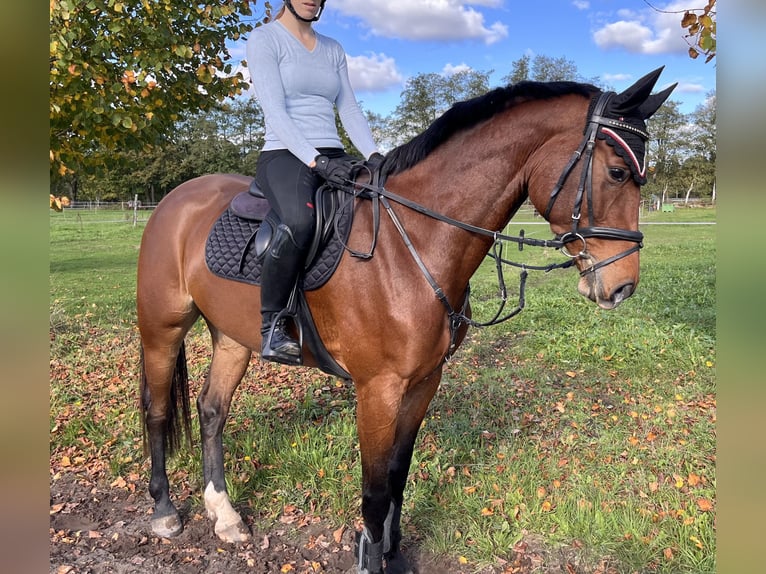 Oldenbourg Jument 5 Ans 167 cm Bai in Edewecht