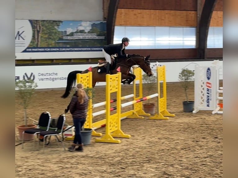 Oldenbourg Jument 5 Ans 167 cm Bai in Mannheim