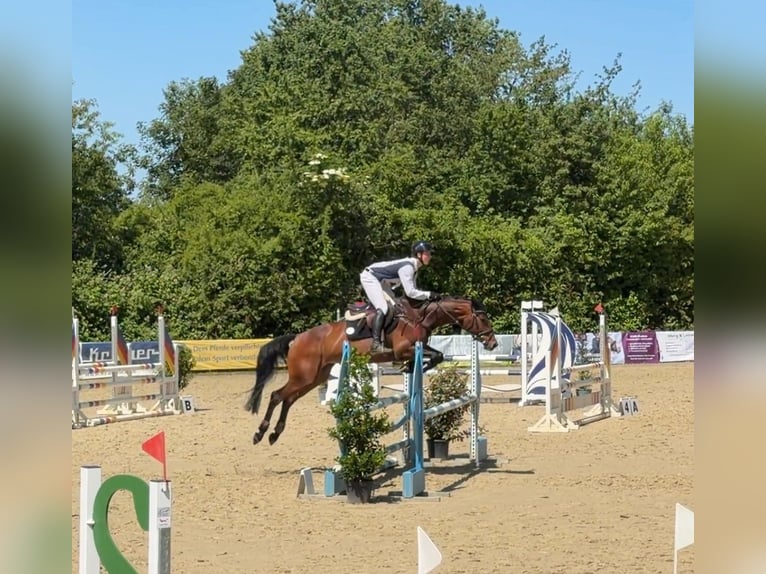 Oldenbourg Jument 5 Ans 167 cm Bai in Mannheim