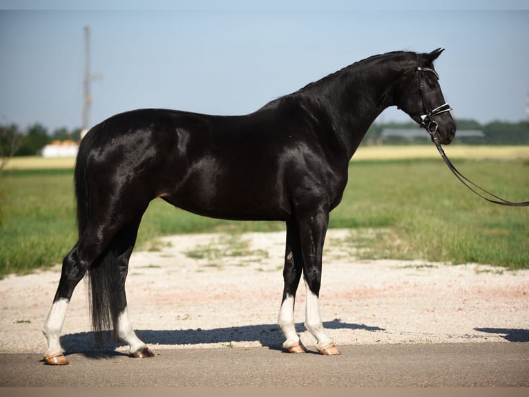 Oldenbourg Jument 5 Ans 167 cm Noir in Cegléd