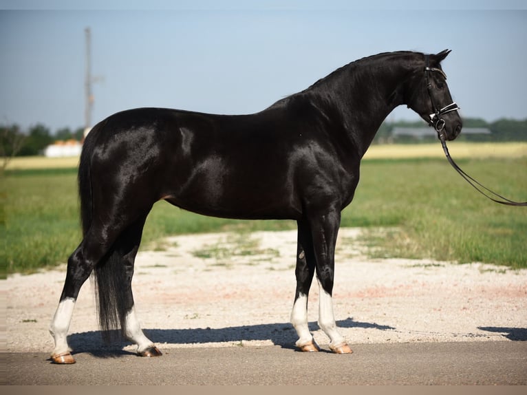 Oldenbourg Jument 5 Ans 167 cm Noir in Cegléd