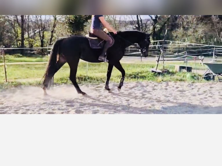 Oldenbourg Jument 5 Ans 167 cm Noir in Freiburg im Breisgau