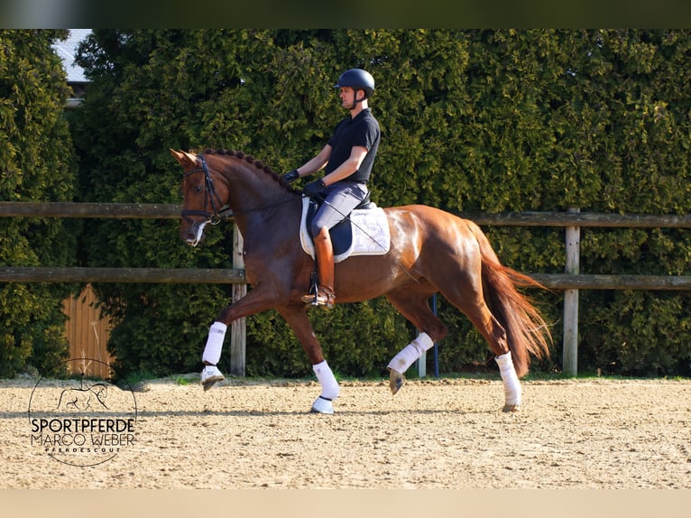 Oldenbourg Jument 5 Ans 168 cm Alezan brûlé in Bramsche