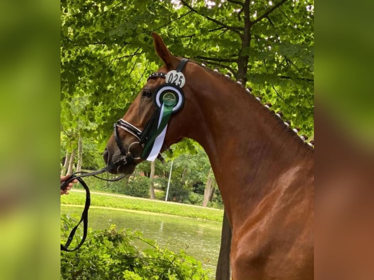 Oldenbourg Jument 5 Ans 168 cm Alezan brûlé in Steinau Oldenbourg Jument 5 Ans 168 cm Alezan brûlé in Steinau