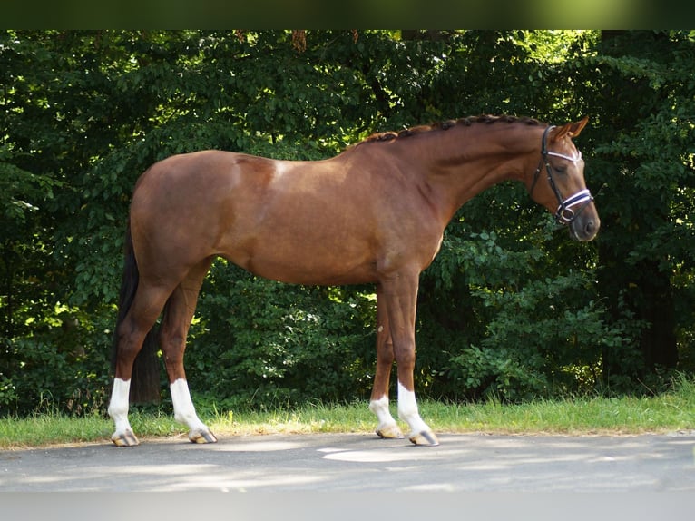 Oldenbourg Jument 5 Ans 168 cm Alezan brûlé in Gleichen