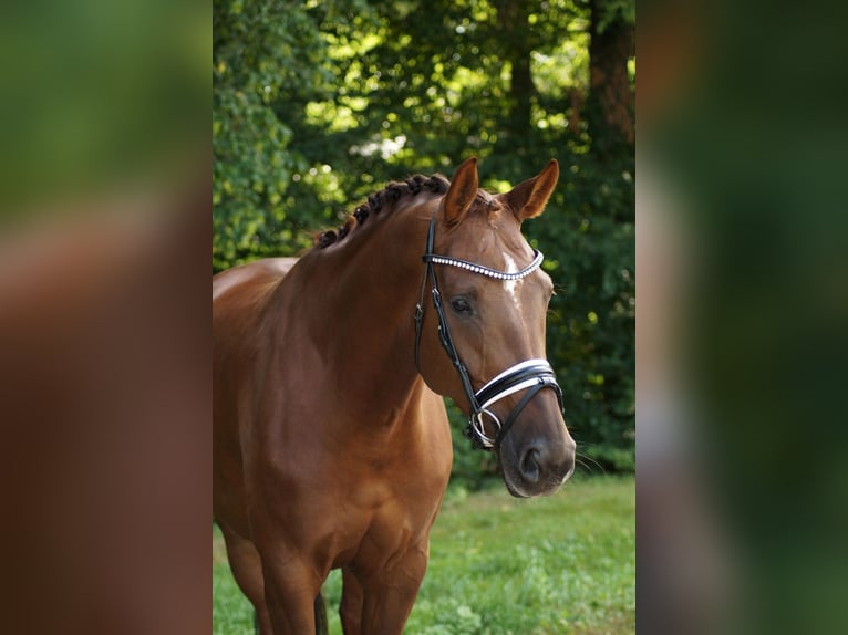 Oldenbourg Jument 5 Ans 168 cm Alezan brûlé in Gleichen