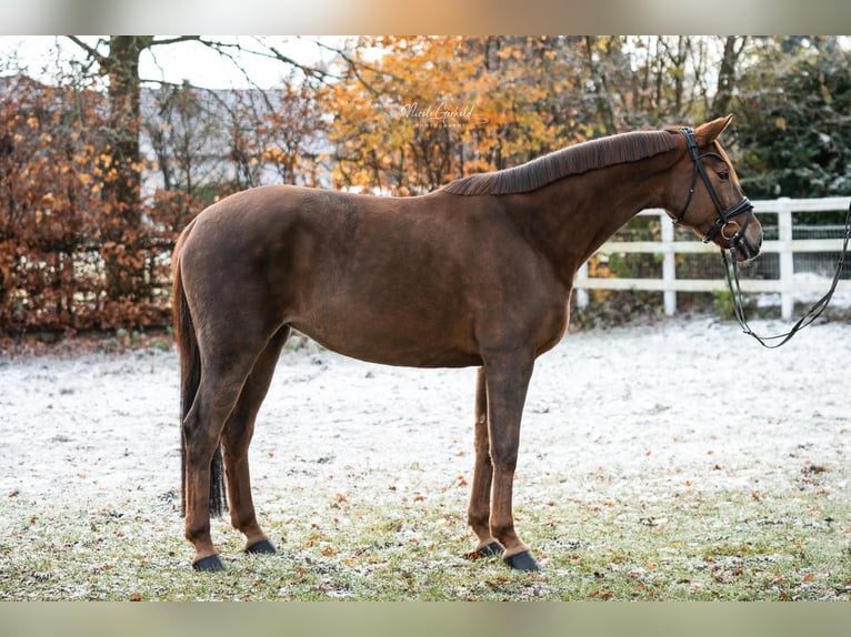 Oldenbourg Jument 5 Ans 168 cm Alezan brûlé in Paderborn