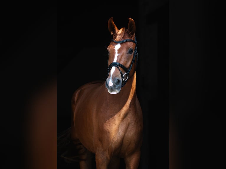 Oldenbourg Jument 5 Ans 168 cm Alezan in Kolkwitz