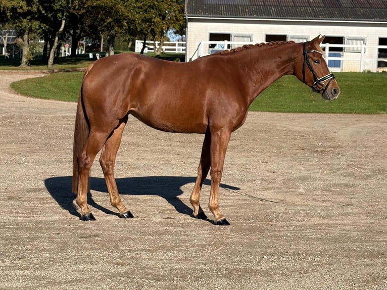 Oldenbourg Jument 5 Ans 168 cm Alezan in Achtrup