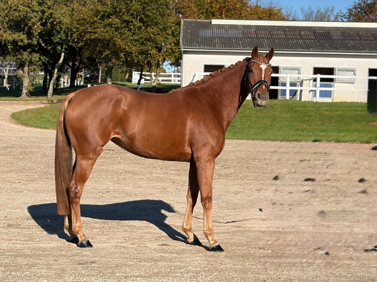 Oldenbourg Jument 5 Ans 168 cm Alezan in Achtrup