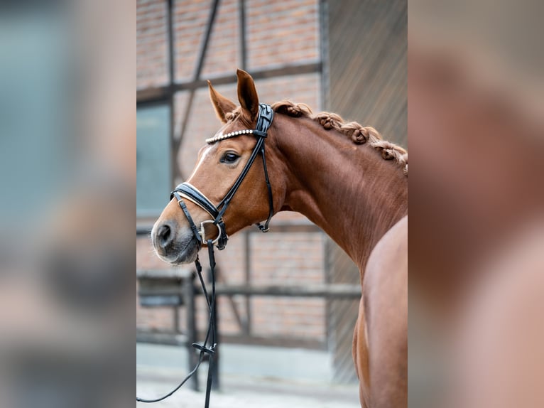 Oldenbourg Jument 5 Ans 168 cm Alezan in Heidesheim am Rhein