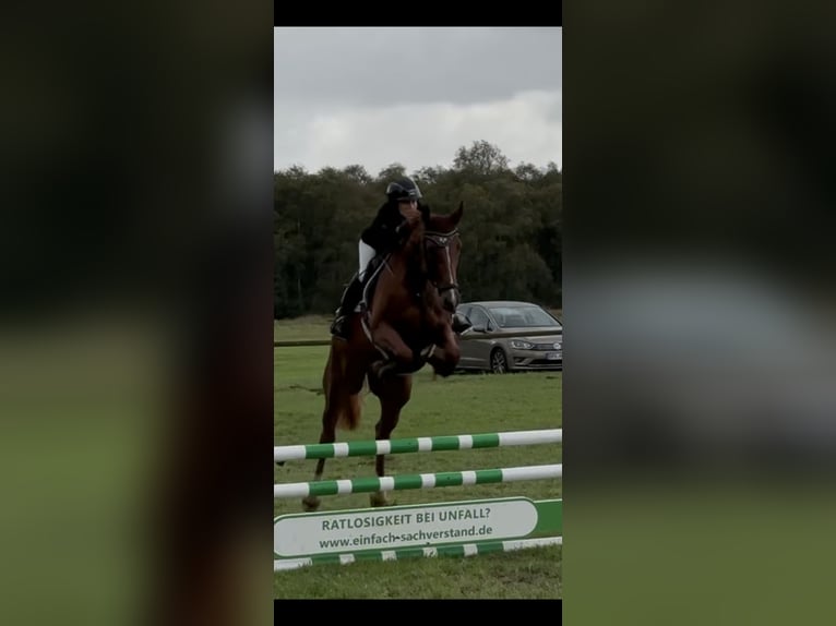 Oldenbourg Jument 5 Ans 168 cm Alezan in Lilienthal