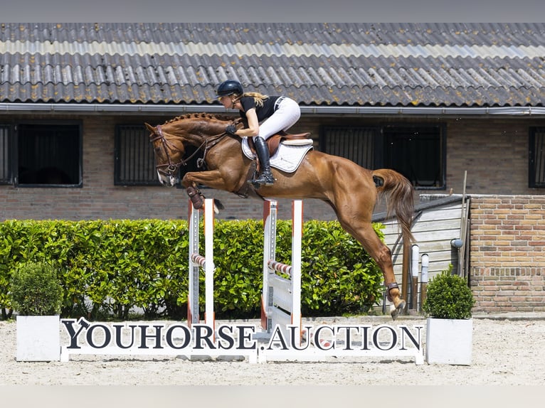 Oldenbourg Jument 5 Ans 168 cm Alezan in Waddinxveen