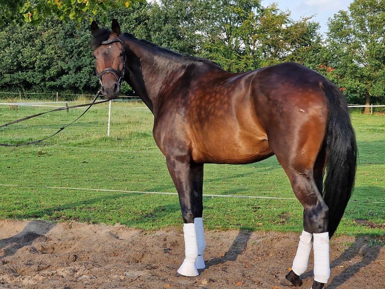 Oldenbourg Jument 5 Ans 168 cm Bai brun in Wittmund