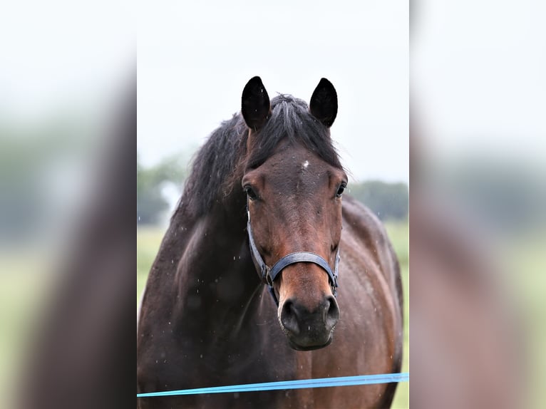 Oldenbourg Jument 5 Ans 168 cm Bai brun in Wittmund