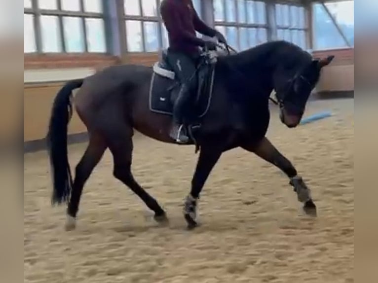 Oldenbourg Jument 5 Ans 168 cm Bai brun in Wittmund