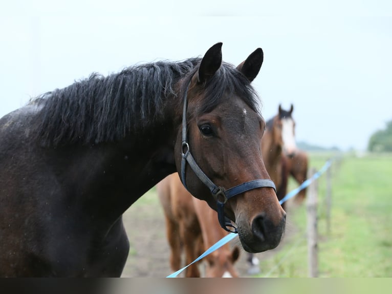 Oldenbourg Jument 5 Ans 168 cm Bai brun in Wittmund