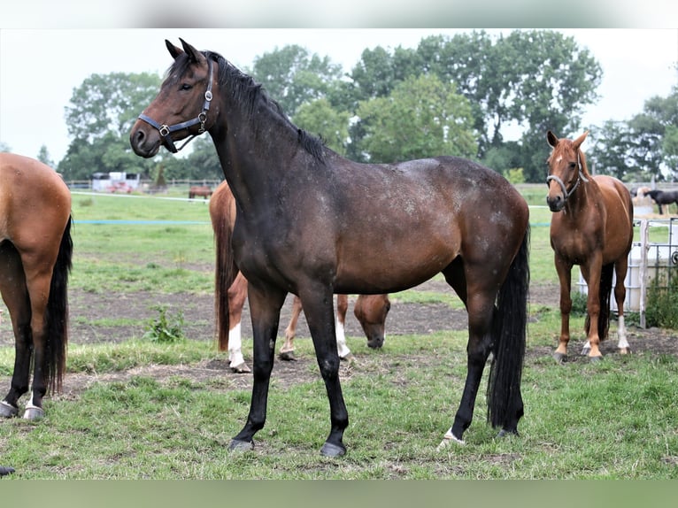 Oldenbourg Jument 5 Ans 168 cm Bai brun in Wittmund