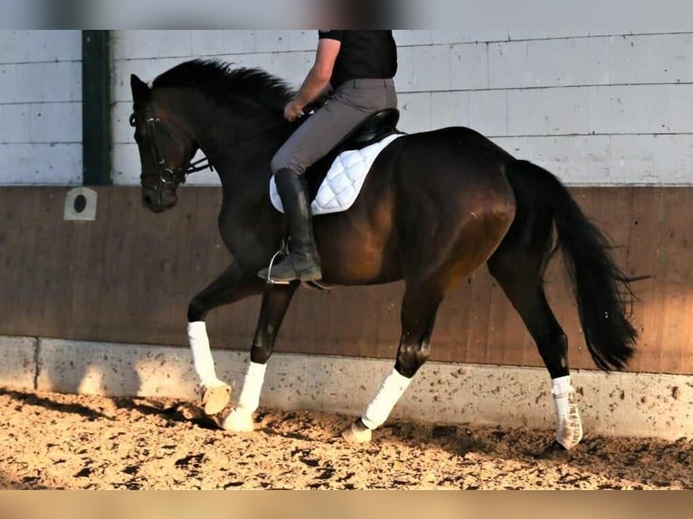 Oldenbourg Jument 5 Ans 168 cm Bai brun in Wittmund