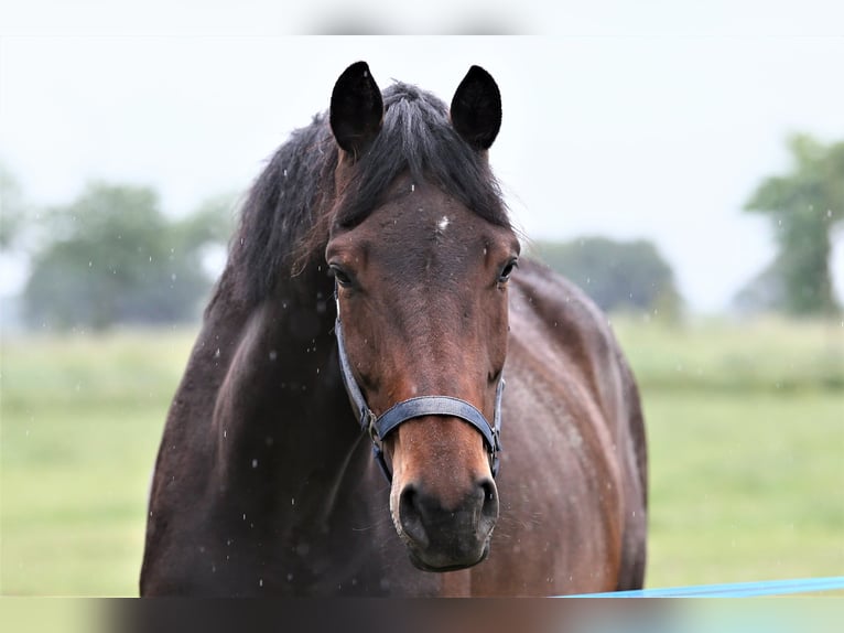 Oldenbourg Jument 5 Ans 168 cm Bai brun in Wittmund