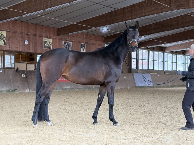 Oldenbourg Jument 5 Ans 168 cm Bai brun in Holle