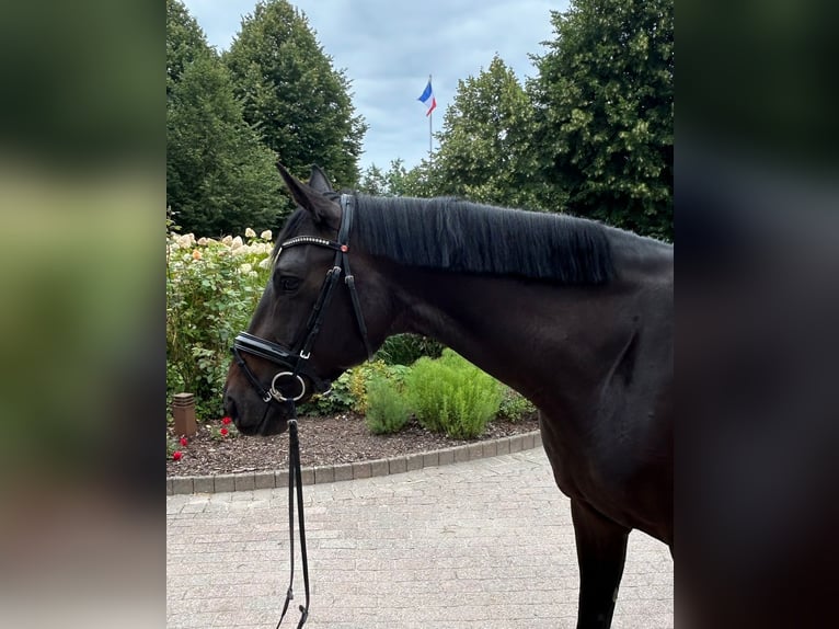 Oldenbourg Jument 5 Ans 168 cm Bai brun foncé in Büchsenschiken