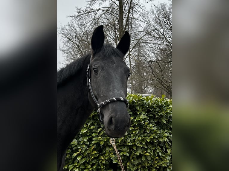 Oldenbourg Jument 5 Ans 168 cm Bai brun foncé in Bischofsheim