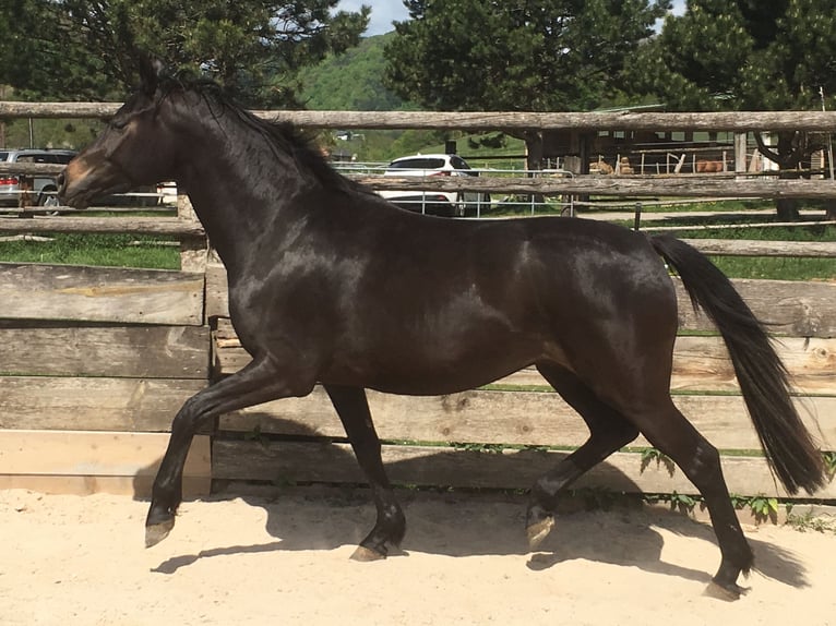 Oldenbourg Jument 5 Ans 168 cm Bai brun foncé in Günselsdorf