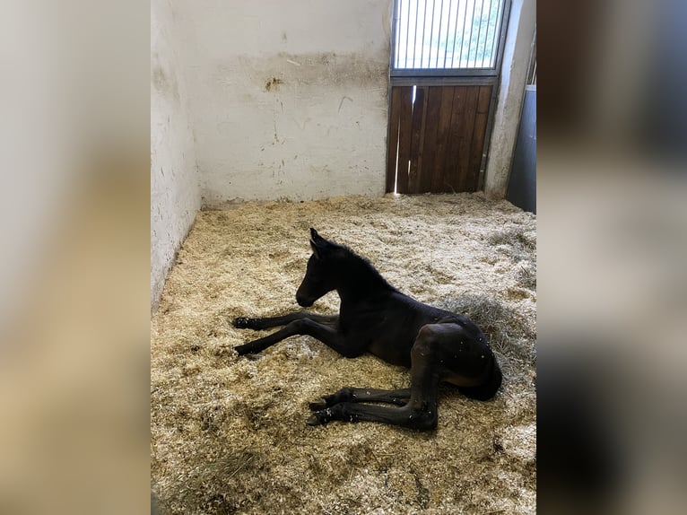 Oldenbourg Jument 5 Ans 168 cm Bai brun foncé in Günselsdorf