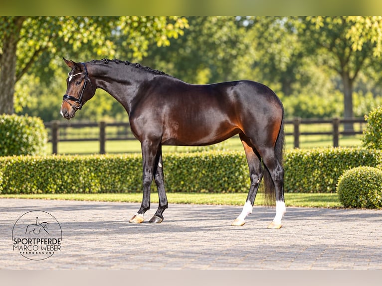 Oldenbourg Jument 5 Ans 168 cm Bai brun foncé in Dötlingen