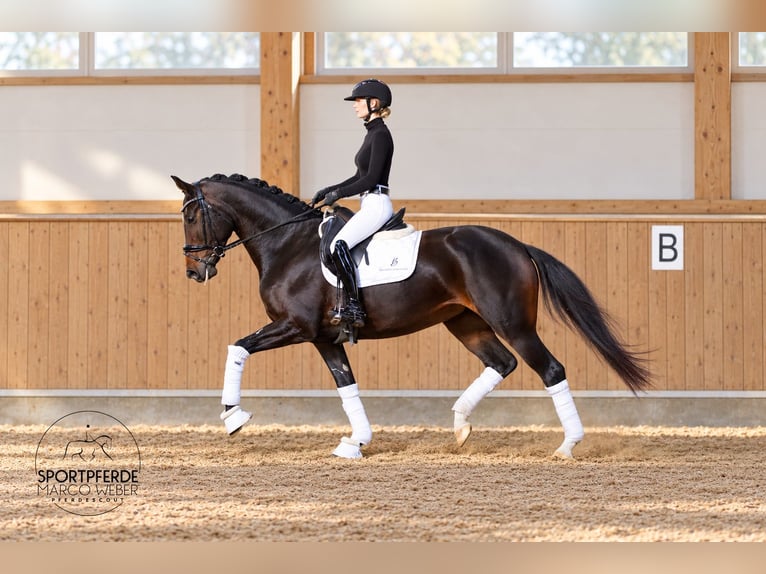 Oldenbourg Jument 5 Ans 168 cm Bai brun foncé in Dötlingen