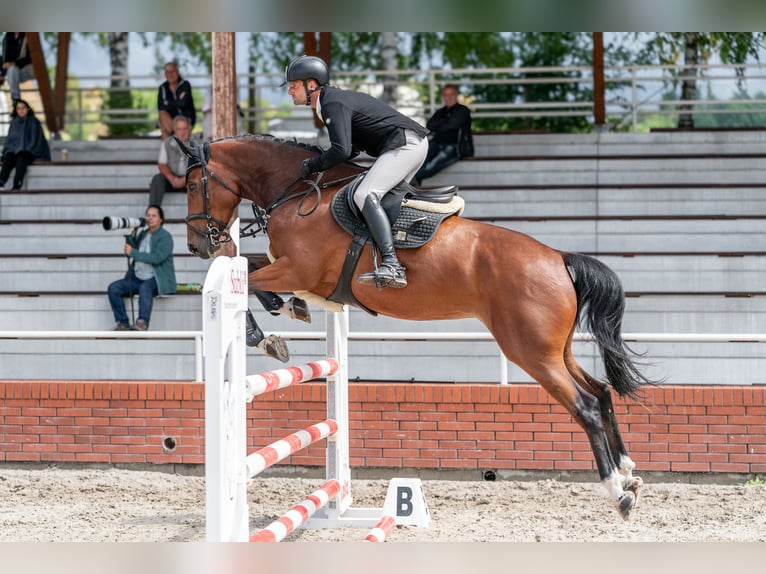 Oldenbourg Jument 5 Ans 168 cm Bai cerise in Zduchovice