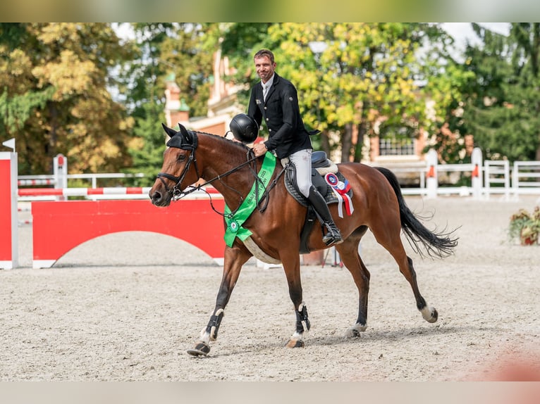 Oldenbourg Jument 5 Ans 168 cm Bai cerise in Zduchovice