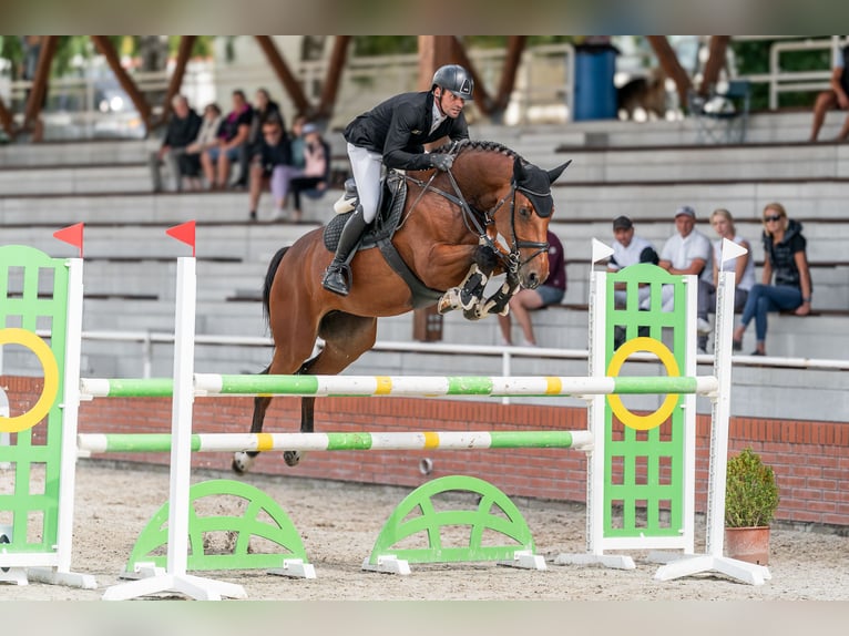 Oldenbourg Jument 5 Ans 168 cm Bai cerise in Zduchovice