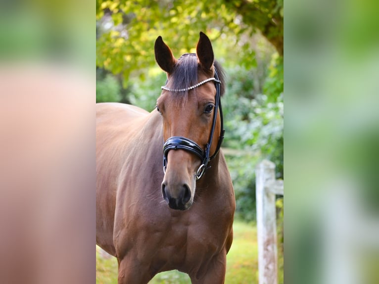 Oldenbourg Jument 5 Ans 168 cm Bai in Marigny le lozon