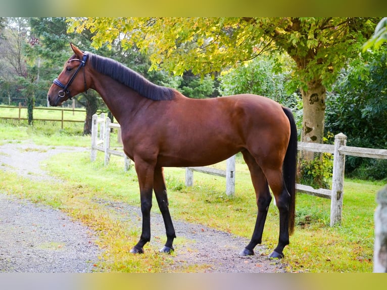 Oldenbourg Jument 5 Ans 168 cm Bai in Marigny le lozon