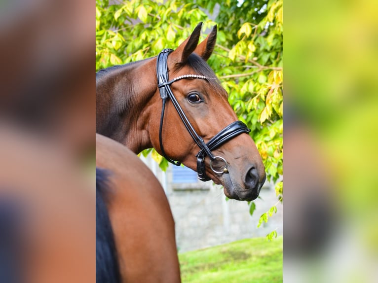 Oldenbourg Jument 5 Ans 168 cm Bai in Marigny le lozon